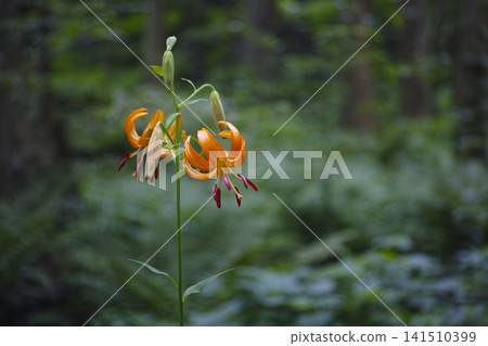 Car lily Car lily 141510399
