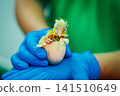 Newly Hatched Chick Emerging from Egg in Protective Gloved Hands 141510649