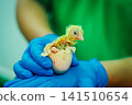 Newly Hatched Chick Emerging from Egg in Protective Gloved Hands 141510654