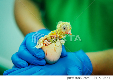 Newly Hatched Chick Emerging from Egg in Protective Gloved Hands Newly Hatched Chick Emerging from Egg in Protective Gloved Hands 141510654