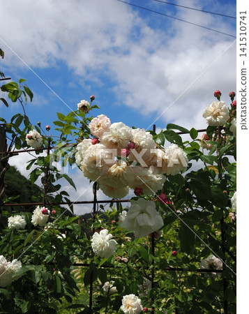 Pale pink and white climbing roses bloom magnificently on the fence against the backdrop of the early summer blue sky and clouds. Pale pink and white climbing roses bloom magnificently on the fence against the backdrop of the early summer blue sky and clouds. 141510741