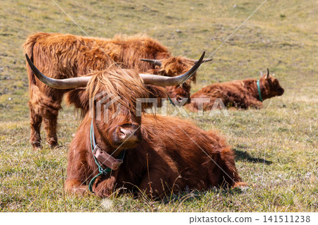Close frontal portrait of a resting Highland cow with sweeping horns on short mountain grass Close frontal portrait of a resting Highland cow with sweeping horns on short mountain grass 141511238