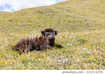 Young dark Highland calf resting alone on a treeless alpine slope in bright alpine daylight Young dark Highland calf resting alone on a treeless alpine slope in bright alpine daylight 141511239
