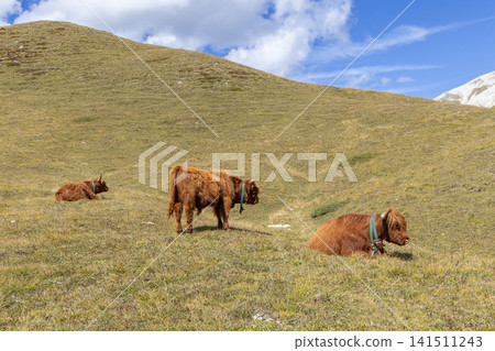 Three Highland cattle spaced across a treeless Dolomite pasture in late-summer daylight Three Highland cattle spaced across a treeless Dolomite pasture in late-summer daylight 141511243