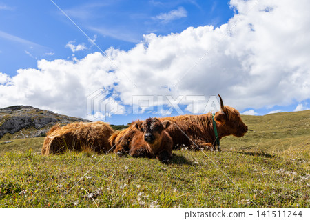 Dark Highland calf centered among resting red cattle under clouds on the treeless plateau 141511244