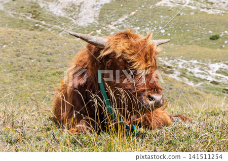 Close resting Highland cow portrait with lowered head and broad horns in dry late-summer grass 141511254
