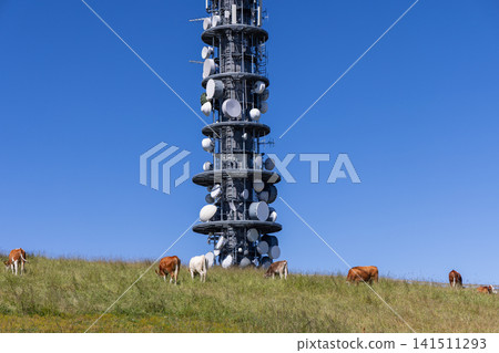 Grazing Cattle Beside a Dish-Covered Telecommunications Tower on Pasture 141511293