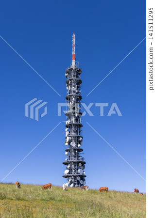 Isolated Telecommunications Tower Above Cattle and a Thin Pasture Ridge 141511295