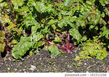 Beetroot Growing in Dark Garden Soil Among Glossy Green Leaves and Red Stems 141511298