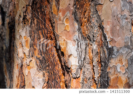 Orange and Gray Pine Bark Texture with Rough Layered Plates in Close-Up Orange and Gray Pine Bark Texture with Rough Layered Plates in Close-Up 141511300