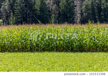 Sunlit mature corn rows and tassels against a dark conifer forest in early autumn Sunlit mature corn rows and tassels against a dark conifer forest in early autumn 141511306