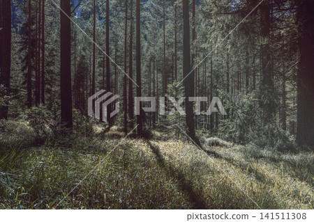 Muted conifer forest with a narrow path of soft backlight and deep shadows Muted conifer forest with a narrow path of soft backlight and deep shadows 141511308