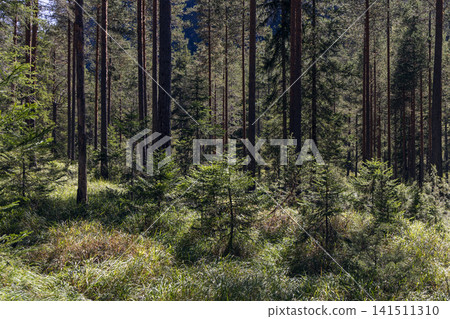 Dense young fir trees beneath mature pines in broken sunlight on a grassy floor Dense young fir trees beneath mature pines in broken sunlight on a grassy floor 141511310
