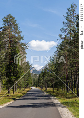 Tall pine corridor and mountain road near San Vigilio di Marebbe in northern Italy Tall pine corridor and mountain road near San Vigilio di Marebbe in northern Italy 141511317