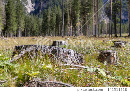 Cut tree stumps showing logging impact across a mountain forest clearing landscape 141511318