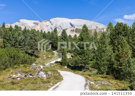 Winding hiking path through dwarf pine toward a Sennes limestone ridge Winding hiking path through dwarf pine toward a Sennes limestone ridge 141511350