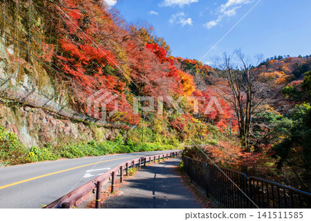 Uphill road by colorful autumn maple foliage tunnel in autumn, Osaka Uphill road by colorful autumn maple foliage tunnel in autumn, Osaka 141511585