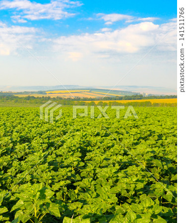 Scenic view of young green sunflower field under blue sky. Lush green agricultural field with rolling hills and bright sky. Scenic view of young green sunflower field under blue sky. Lush green agricultural field with rolling hills and bright sky. 141511766