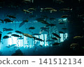 Close-up beautiful colorful fish swim in the aquarium. 141512134