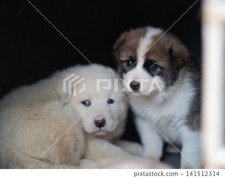 Two adorable puppies, one fluffy white and the other brown with white markings, snuggling together in a cozy dark space, showcasing their playful and affectionate nature Two adorable puppies, one fluffy white and the other brown with white markings, snuggling together in a cozy dark space, showcasing their playful and affectionate nature 141512314