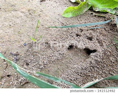 Discovering a Bustling Anthill Nestled Within Rich Soil Beneath Green Foliage Discovering a Bustling Anthill Nestled Within Rich Soil Beneath Green Foliage 141512492