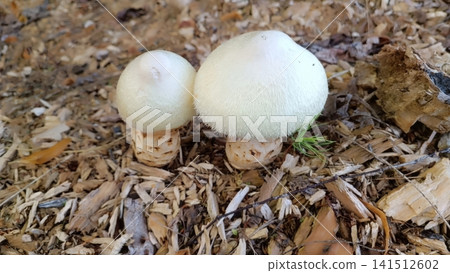 Two white mushrooms growing on forest floor with wood chips and natural debris Two white mushrooms growing on forest floor with wood chips and natural debris 141512602
