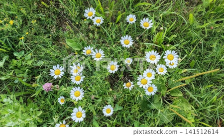 Overhead view of lush green grass densely dotted with white daisies featuring yellow centers, with a few small yellow and pink flowers scattered. Overhead view of lush green grass densely dotted with white daisies featuring yellow centers, with a few small yellow and pink flowers scattered. 141512614