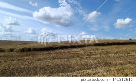 Wide landscape of a dry light brown grass field on rolling terrain under a bright blue sky filled with fluffy cumulus clouds and a shadow band. 141512615