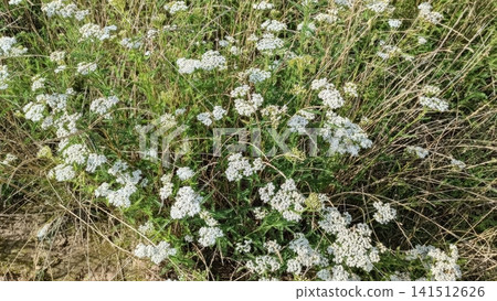 Dense patch of white yarrow flower clusters with green feathery foliage intermingled with dried brown grass blades, lit by bright sunlight. Dense patch of white yarrow flower clusters with green feathery foliage intermingled with dried brown grass blades, lit by bright sunlight. 141512626