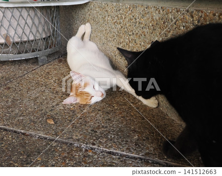 Friendly cherry blossom cats Friendly cherry blossom cats 141512663
