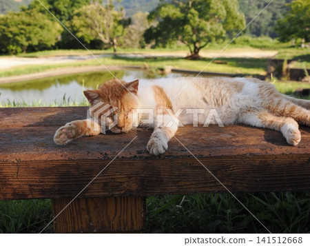 Friendly cherry blossom cats Friendly cherry blossom cats 141512668