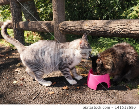 Friendly cherry blossom cats Friendly cherry blossom cats 141512680