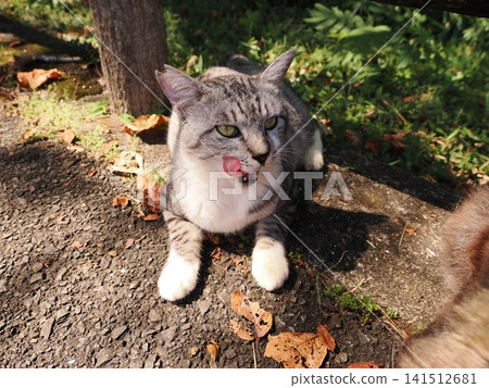 Friendly cherry blossom cats Friendly cherry blossom cats 141512681