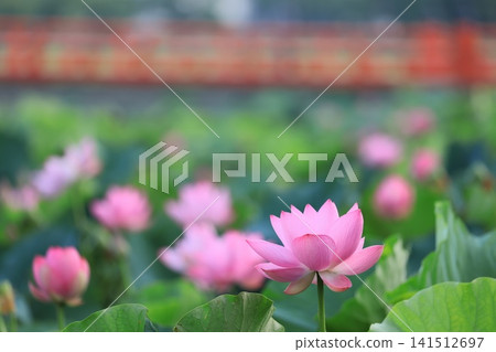 Lotus flowers at Takada Castle Ruins Park Lotus flowers at Takada Castle Ruins Park 141512697
