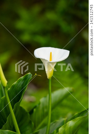 White calla lily blooming in lush green garden background close up. 141512745