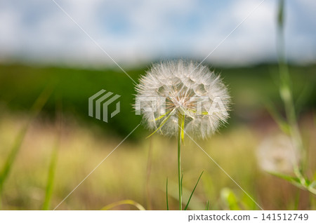 Close-up of a dandelion flower in a sunlit meadow. 141512749