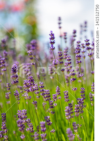 Blooming lavender flowers in a sunny field with soft blurred background. 141512750