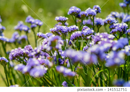 Blooming purple flowers in a sunlit meadow with soft focus background. Blooming purple flowers in a sunlit meadow with soft focus background. 141512751