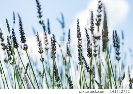Blooming lavender flowers in a sunny field with soft blurred background. Blooming lavender flowers in a sunny field with soft blurred background. 141512752