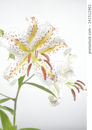 百合花特寫 百合花特寫 141512961