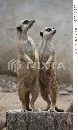Two meerkats standing upright and alert on a raised platform, looking upward in a naturalistic enclosure. Two meerkats standing upright and alert on a raised platform, looking upward in a naturalistic enclosure. 141512995