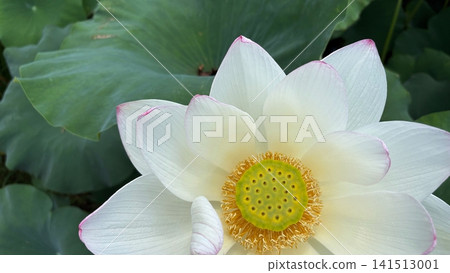 蓮花,盛開的蓮花,花心特寫。 蓮花,盛開的蓮花,花心特寫。 141513001