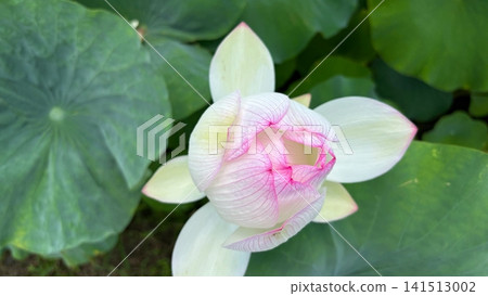 蓮花,蓮花花蕾特寫。 蓮花,蓮花花蕾特寫。 141513002