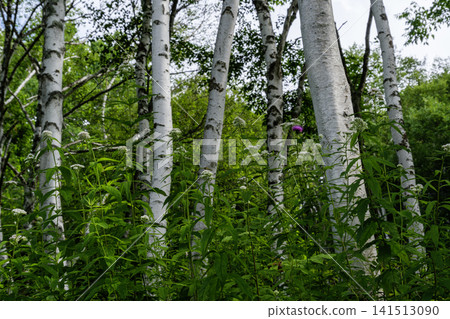 Birch trees and wildflowers Birch trees and wildflowers 141513090