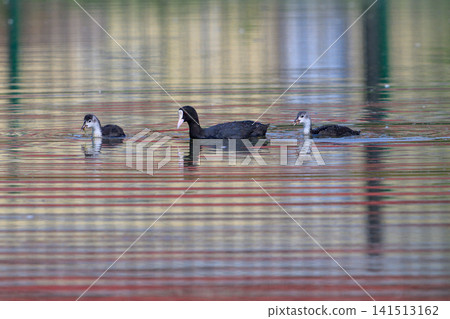 Family of coots swims calmly across reflective water. Adults and chicks glide together in gentle ripples. Water mirrors distant green and orange hues. Scene captures peaceful aquatic wildlife moment 141513162