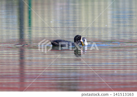 Black coots holds fish in water. Water ripples gently around it. Natural wildlife moment captured. Animal in calm aquatic environment. Focus on feeding behavior. Highly detailed, sharp image 141513163