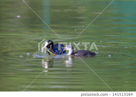 Two coots swim together in calm green water. One adult holds a leafy green in its beak. Their dark feathers contrast with the rippling surface. The scene captures natural wildlife in tranquil motion Two coots swim together in calm green water. One adult holds a leafy green in its beak. Their dark feathers contrast with the rippling surface. The scene captures natural wildlife in tranquil motion 141513164