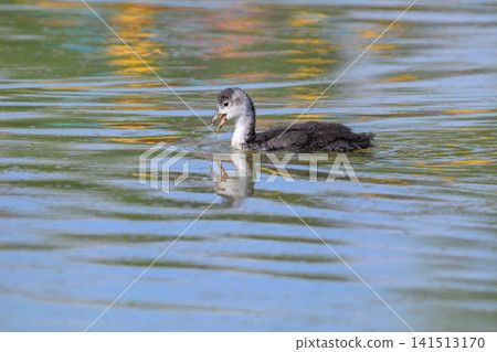 Coot swims calmly across reflective water surface. Its dark plumage contrasts with pale head. Ripples trail behind as it moves through calm waters. Golden light glints softly on the surface 141513170