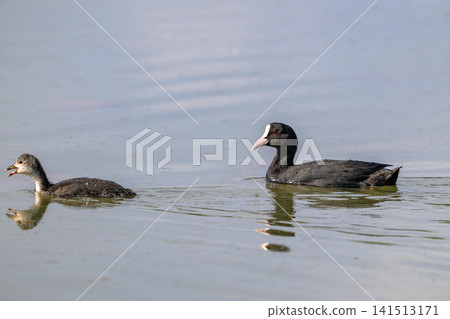 Two coots glide calmly on still water. One chick swims beside an adult coot. Their dark feathers contrast with gentle ripples. Reflections shimmer softly in the calm surface Two coots glide calmly on still water. One chick swims beside an adult coot. Their dark feathers contrast with gentle ripples. Reflections shimmer softly in the calm surface 141513171