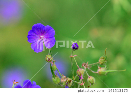 Purple wildflower blooms in soft green field. Petals show delicate, vibrant hue. Unopened buds wait on slender stems. Background softly blurred for focus. Natural garden scene, tranquil mood Purple wildflower blooms in soft green field. Petals show delicate, vibrant hue. Unopened buds wait on slender stems. Background softly blurred for focus. Natural garden scene, tranquil mood 141513175